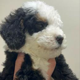 Oreo - Tri-color female Bernedoodle puppy in Los Angeles, California from Bernied00dle Love