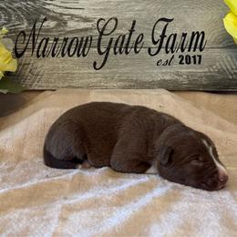 Girl 1 - White and red female Border Collie puppy in Moody, Texas from Narrow Gate Farm