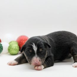 Female 3 - Black tri female Miniature American Shepherd puppy in Childress, Texas from Taylor Farms
