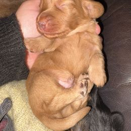 Red Boy - Red male Dachshund puppy in Gulfport, Mississippi from Candy & Caits Farmstead Mini Doxies