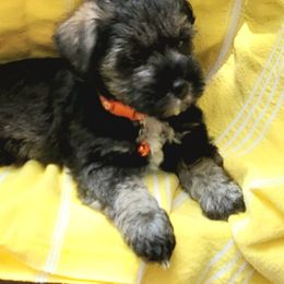 Miniature Schnauzer Puppies from Lamb's Little Loves