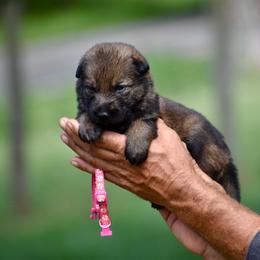 Pink - Sable female German Shepherd puppy in Cherryville, North Carolina from Masky Kennel