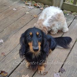Trinkt - Dachshund