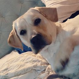 Gemma - Labrador Retriever