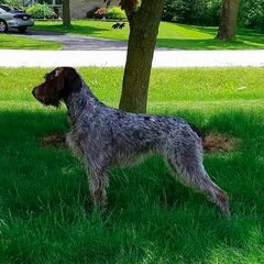 German Wirehaired Pointer All Grown Up from RnRwires