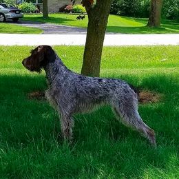 German Wirehaired Pointer All Grown Up from RnRwires