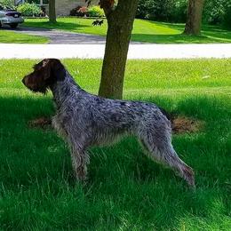 German Wirehaired Pointer All Grown Up from RnRwires