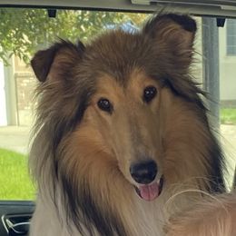 Emma - Collie