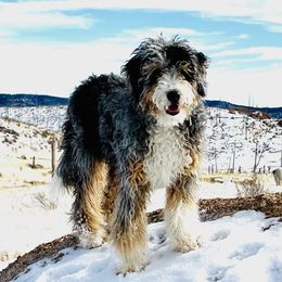 Assorted Doodle Crosses, Bernedoodle, and Goldendoodle All Grown Up from Texas Doodle Dandies