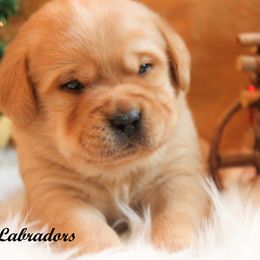 Labrador Retriever Puppies from Günther Labradors