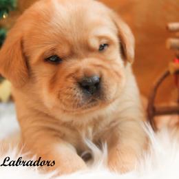 Labrador Retriever Puppies from Günther Labradors