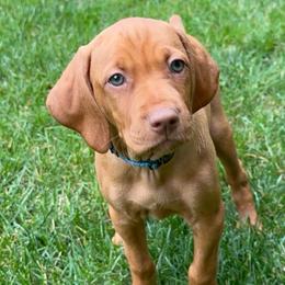 Blue Berry - Red golden female Vizsla puppy in Brandon, South Dakota from Tallgrass Vizslas