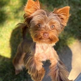 Hazel - Yorkshire Terrier