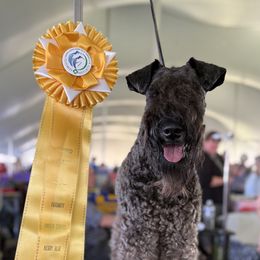 Indigo - Kerry Blue Terrier