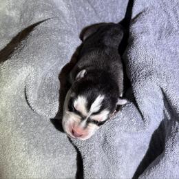 Austin - Black and white male Siberian Husky puppy in Avoca, Michigan from Repurposed Paradise Farm
