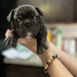 French Bulldog Puppies from Nicole's French Bulldogs