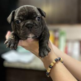French Bulldog Puppies from Nicole's French Bulldogs