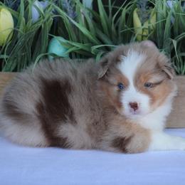 Lovebug - Red merle female Australian Shepherd puppy in Circleville, Utah from Canyon Creek Aussies