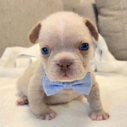 Winston - Cream male French Bulldog puppy in Las Vegas, Nevada from Fabulousbulldogs LLC