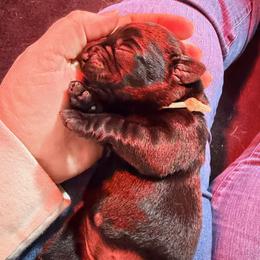 Cream Collar - Black female Labrador Retriever puppy in Manchester, Maryland from TMK Labradors
