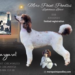 Margaret - Sable Poodle puppy in Belgrade, Maine from Mere Point Poodles