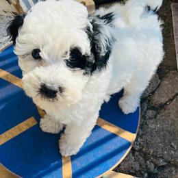 Aspen - White female Sheepadoodle puppy in Spokane, Washington from Downriver Doodles