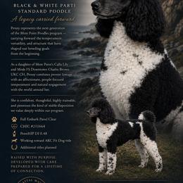 Penny - Poodle