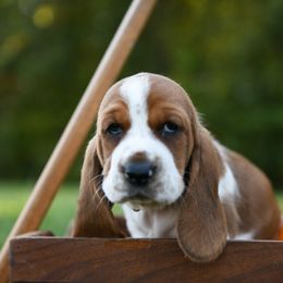 Basset Hound Puppies from K&B Farms & Bassets