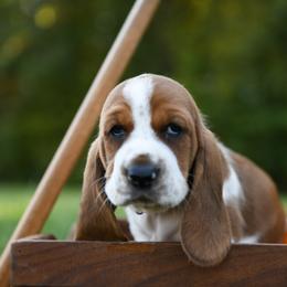 Basset Hound Puppies from K&B Farms & Bassets