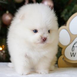 Crème brûlée - Cream female Pomeranian puppy in Bethel, Ohio from J&A Poms