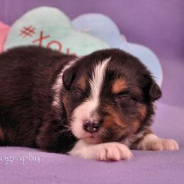 Australian Shepherd Puppies from Dovehawk Australian Shepherds