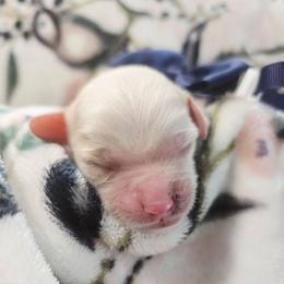 Forest - Blenheim male Cavapoo puppy in Roseville, California from Heavenly Goldendoodles