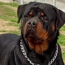 Rottweilers from Von Decker Rottweilers