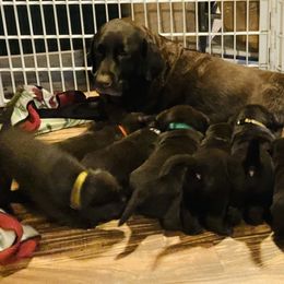 Labrador Retriever Puppies from Spellcast Labradors