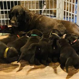 Labrador Retriever Puppies from Spellcast Labradors