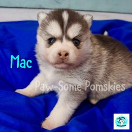 Mac - Silver male Pomsky puppy in Krum, Texas from Paw-Some Pomskies