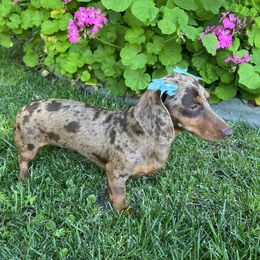 Abby - Dachshund
