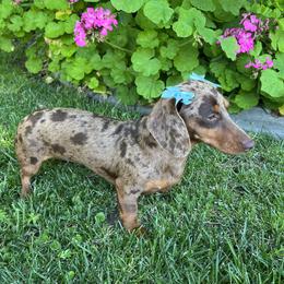 Abby - Dachshund