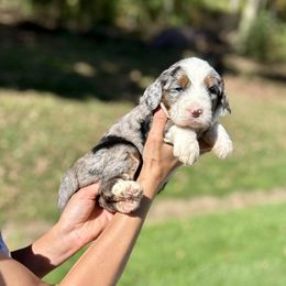 Sierra - Blue merle female Bernedoodle puppy in Sugarcreek, Ohio from Cuddly Companion Doodles