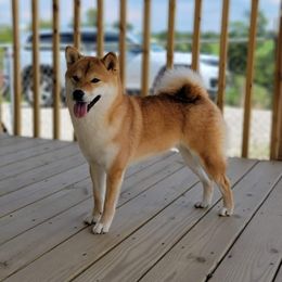 Zeva - Shiba Inu