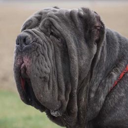 RUCCI - Neapolitan Mastiff