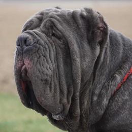 RUCCI - Neapolitan Mastiff