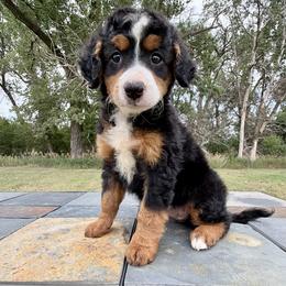 Mini Tricolor Girl- Lil' Pieper - Tri-color female Bernedoodle puppy in Sioux Falls, South Dakota from WhiskeyCreek Doodles