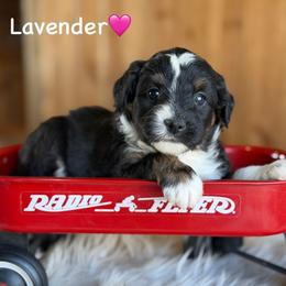 Lavender - Black tri-color female Aussiedoodle puppy in Lancaster, Minnesota from Finney Ranch