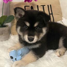 Jasper - Black and white male Pomsky puppy in Cadillac, Michigan from JHS Pomskies