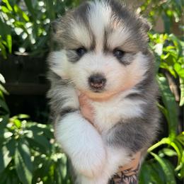 Nova - Gray and white female Pomsky puppy in La Verne, California from Red Cedar Pomskies