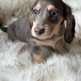 Wilder - Blue and cream male Dachshund puppy in Duncanville, Alabama from Bear Creek Dachshunds