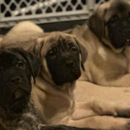 Pink collar - Fawn female Mastiff puppy in Lincolnton, North Carolina from Little Mountain Mastiffs