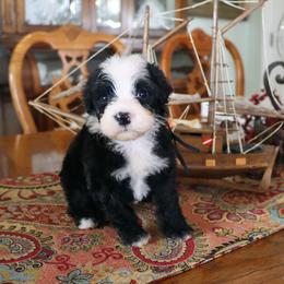Girl 4 - female Portuguese Water Dog puppy in Hamptonville, North Carolina from Alabama Havanese Kennel Tidewater Kennel