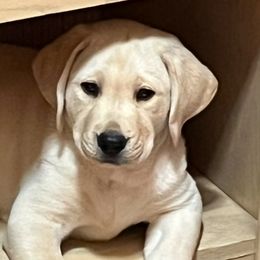 Labrador Retrievers from Cecil's Arizona Labradors